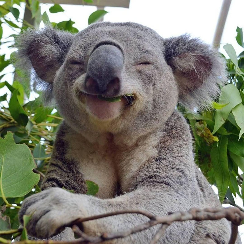 Koalas_800px