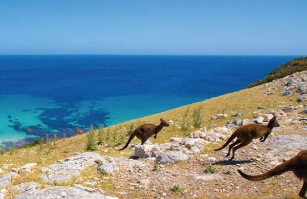 Kangaroo Island Kargaroos